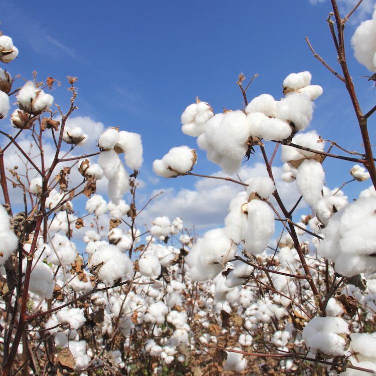 传播棉花可持续性的信息